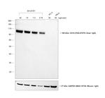 Goat IgG (H+L) Cross-Adsorbed Secondary Antibody in Western Blot (WB)