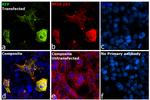 TagRFP Antibody in Immunocytochemistry (ICC/IF)