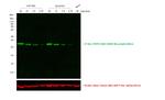 Mouse IgG (H+L) Secondary Antibody in Western Blot (WB)