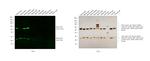 Mouse IgG (H+L) Secondary Antibody in Western Blot (WB)