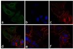 Mouse IgG (H+L) Secondary Antibody in Immunocytochemistry (ICC/IF)