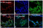 Mouse IgG (H+L) Secondary Antibody in Immunocytochemistry (ICC/IF)