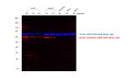 Mouse IgG (H+L) Secondary Antibody in Western Blot (WB)