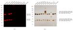 Mouse IgG (H+L) Secondary Antibody in Western Blot (WB)