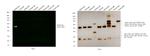 Rabbit IgG (H+L) Cross-Adsorbed Secondary Antibody in Western Blot (WB)