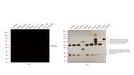 Rabbit IgG (H+L) Cross-Adsorbed Secondary Antibody