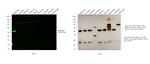 Rabbit IgG (H+L) Secondary Antibody