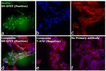 Mouse IgG (H+L) Cross-Adsorbed Secondary Antibody in Immunocytochemistry (ICC/IF)