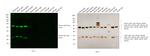 Mouse IgG (H+L) Cross-Adsorbed Secondary Antibody in Western Blot (WB)