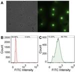 6x-His Tag (C-term) Antibody in Flow Cytometry (Flow)