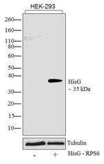 HisG Epitope Tag Antibody in Western Blot (WB)