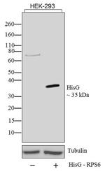 HisG Epitope Tag Antibody in Western Blot (WB)