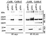 Myc Tag Antibody in Western Blot, Immunoprecipitation (WB, IP)