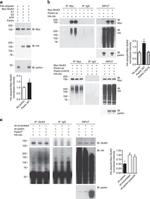 Myc Tag Antibody in Western Blot (WB)