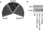 Myc Tag Antibody in Western Blot (WB)