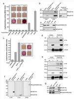 Myc Tag Antibody in Western Blot (WB)