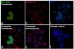 Myc Tag Antibody in Immunocytochemistry (ICC/IF)