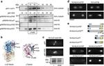 V5 Tag Antibody in Immunocytochemistry (ICC/IF)