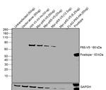 V5 Tag Antibody in Western Blot (WB)