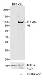 V5 Tag Antibody in Western Blot (WB)