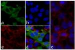 V5 Tag Antibody in Immunocytochemistry (ICC/IF)