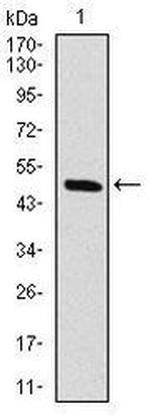 c-Raf Antibody in Western Blot (WB)