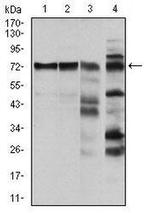 c-Raf Antibody in Western Blot (WB)