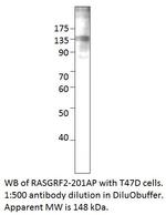 RASGRF2 Antibody in Western Blot (WB)