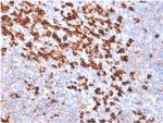 Biotin (Vitamin B7 or Vitamin H) Antibody in Immunohistochemistry (Paraffin) (IHC (P))