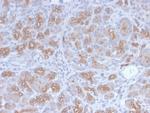 Golgi Complex Antibody in Immunohistochemistry (Paraffin) (IHC (P))