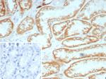 Biotin (Vitamin B7 or Vitamin H) Antibody in Immunohistochemistry (Paraffin) (IHC (P))