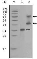 RET Antibody in Western Blot (WB)