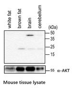 RHEB Antibody in Western Blot (WB)