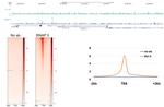 Phospho-RNA pol II CTD (Ser2) Antibody in CUT&RUN (C&R)