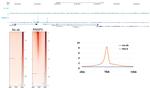 Phospho-RNA pol II CTD (Ser5) Antibody in CUT&RUN (C&R)