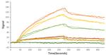 SARS-CoV-2 Spike Protein (RBD) (aa319-541), His Tag Protein in Surface plasmon resonance (SPR)