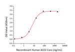 SARS-CoV-2 Spike Protein S1 (aa14-683), His-Avi Tag Protein in ELISA (ELISA)