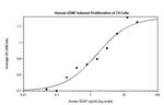 Human GDNF Protein