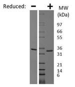 Human Myostatin Propeptide Protein