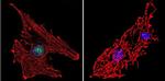 RPA2 Antibody in Immunocytochemistry (ICC/IF)