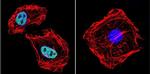 RPA2 Antibody in Immunocytochemistry (ICC/IF)