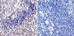 RPA2 Antibody in Immunohistochemistry (Paraffin) (IHC (P))