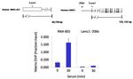 RRN3 Antibody in ChIP Assay (ChIP)