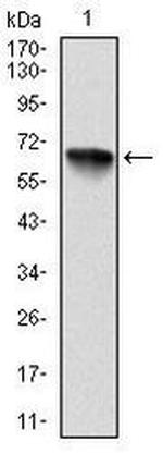 RSK2 Antibody in Western Blot (WB)