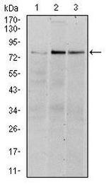 RSK2 Antibody in Western Blot (WB)