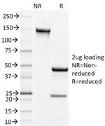 CD134 (OX40) Antibody in SDS-PAGE (SDS-PAGE)