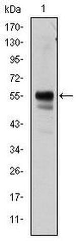 RUNX1 Antibody in Western Blot (WB)