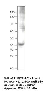 RUNX3 Antibody in Western Blot (WB)