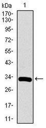 RUNX3 Antibody in Western Blot (WB)