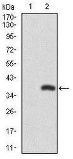 RUNX3 Antibody in Western Blot (WB)